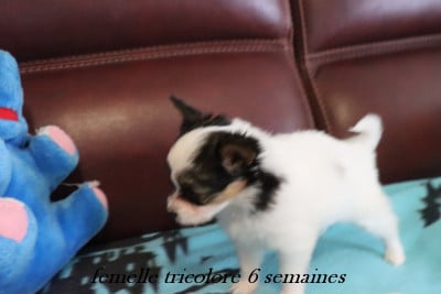 Les chiots de Epagneul nain Continental (Papillon)