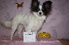 Elody mon rêve De bel dahlia - Très Prometteur Meilleur Puppy