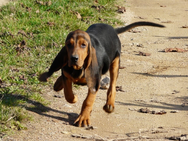 Publication : de l'echo de Loubet