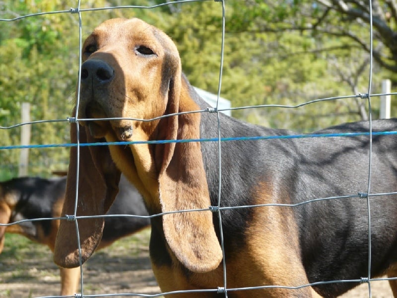 Publication : de l'echo de Loubet
