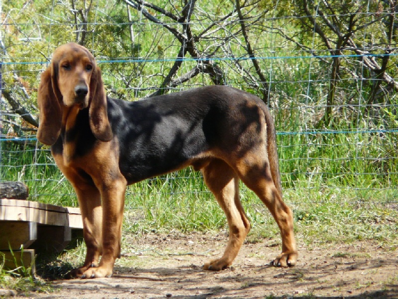 Publication : de l'echo de Loubet