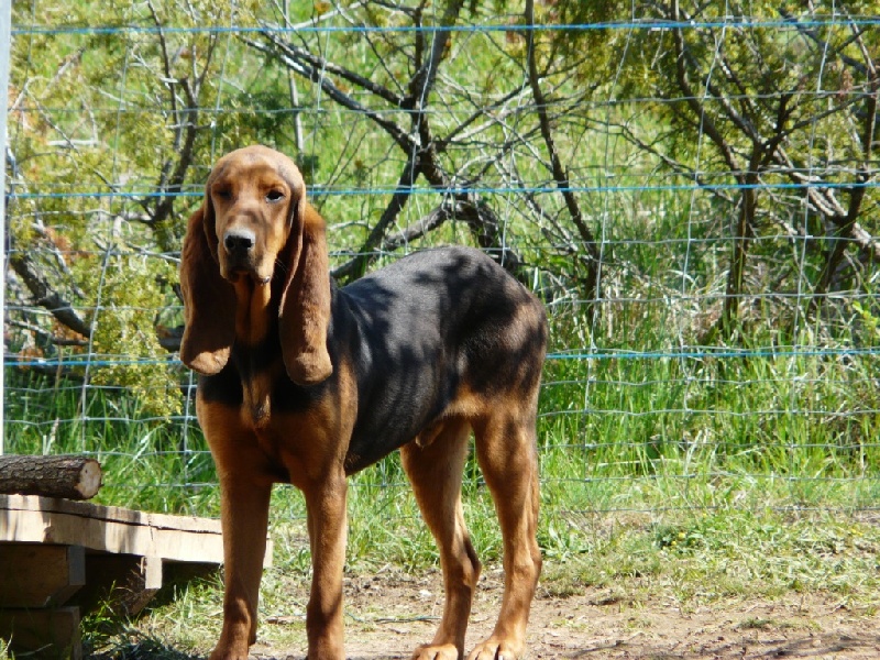 Publication : de l'echo de Loubet