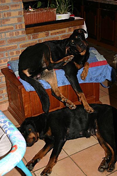 Publication : de Luz'Annie