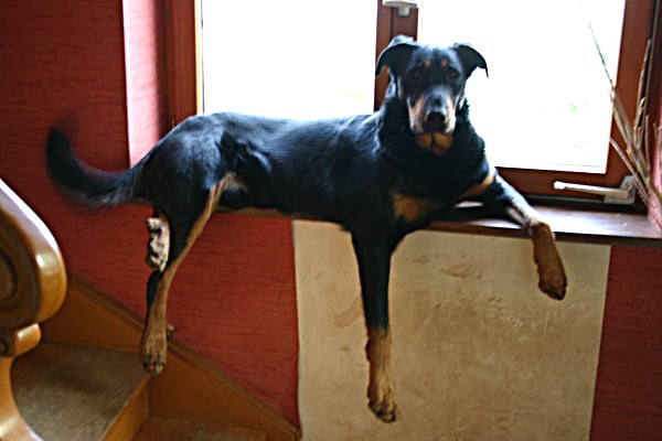 Publication : de Luz'Annie