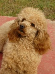 Publication : de Cibeins