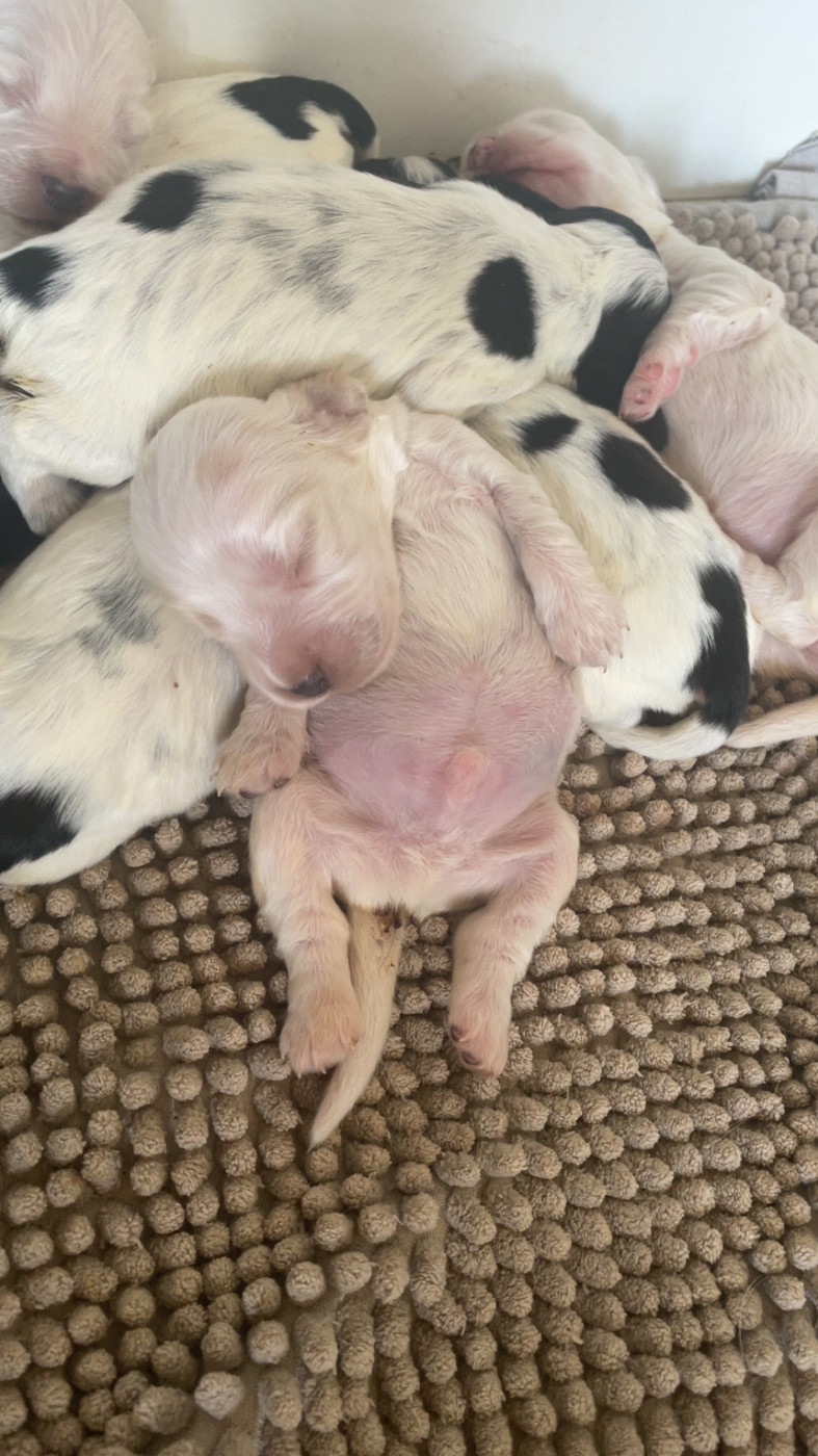 CHIOT 7 - Cocker Spaniel Anglais