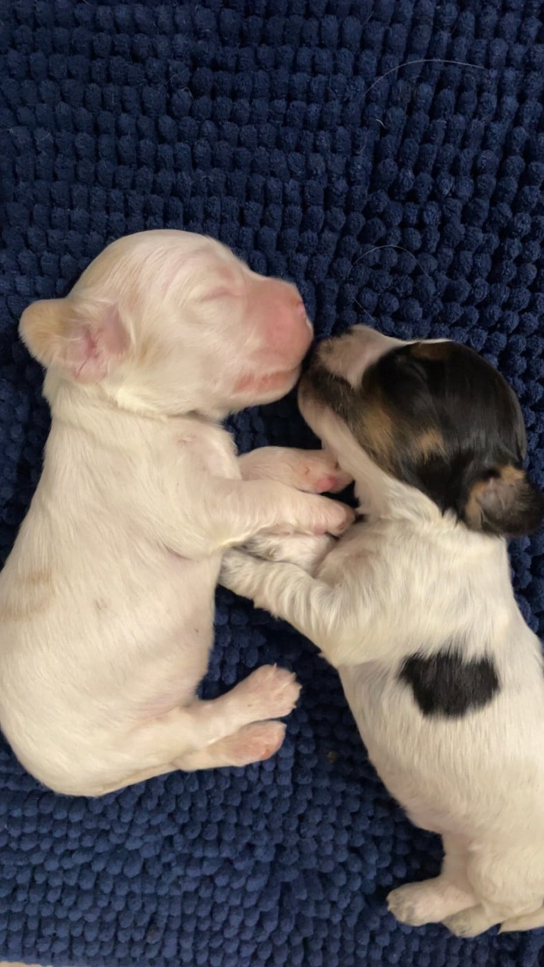 CHIOT 8 - Cocker Spaniel Anglais