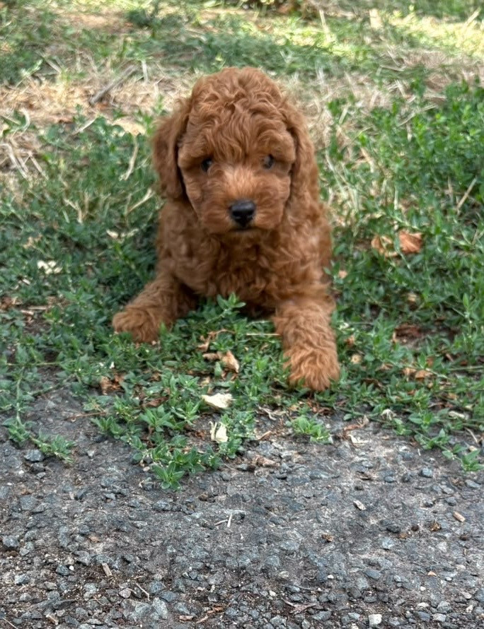 Chiot N°1 - Caniche