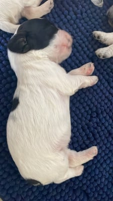 Les chiots de Cocker Spaniel Anglais