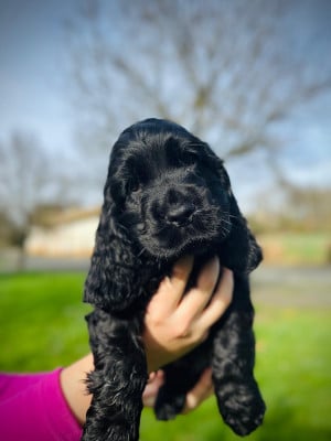 Les chiots de Cocker Spaniel Anglais