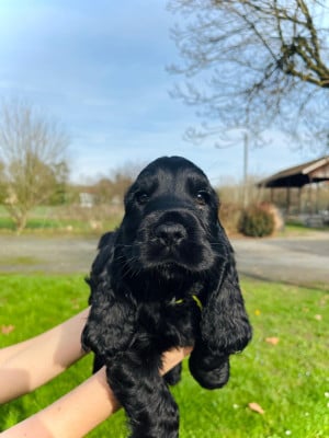 Les chiots de Cocker Spaniel Anglais