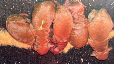 Les chiots de Caniche