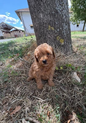 Les chiots de Caniche