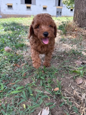 Les chiots de Caniche