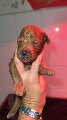 Les chiots de Caniche