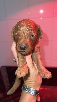 Les chiots de Caniche