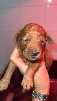 Les chiots de Caniche