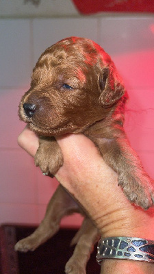 Les chiots de Caniche