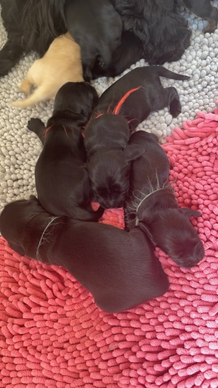 Cocker Spaniel Anglais - de Cibeins