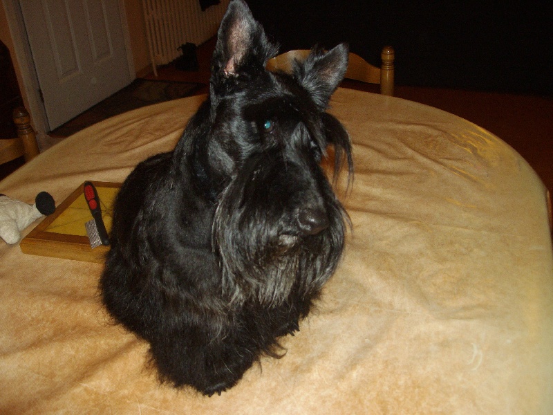 Publication : Endless Love