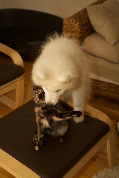 Forrest gump dit faolan pamiiyok de l'Eden de Basthêt