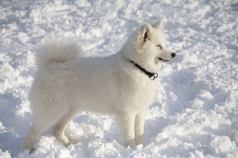 Forrest gump dit faolan pamiiyok de l'Eden de Basthêt