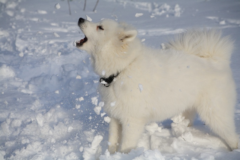 Forrest gump dit faolan pamiiyok de l'Eden de Basthêt