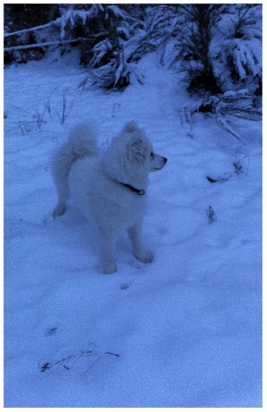 Forrest gump dit faolan pamiiyok de l'Eden de Basthêt