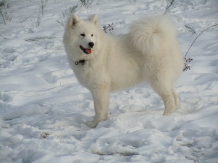 Forrest gump dit faolan pamiiyok de l'Eden de Basthêt