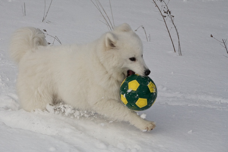 Forrest gump dit faolan pamiiyok de l'Eden de Basthêt