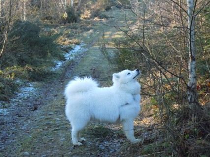 Forrest gump dit faolan pamiiyok de l'Eden de Basthêt
