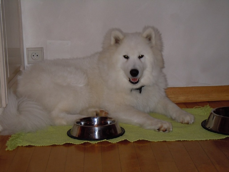 Forrest gump dit faolan pamiiyok de l'Eden de Basthêt