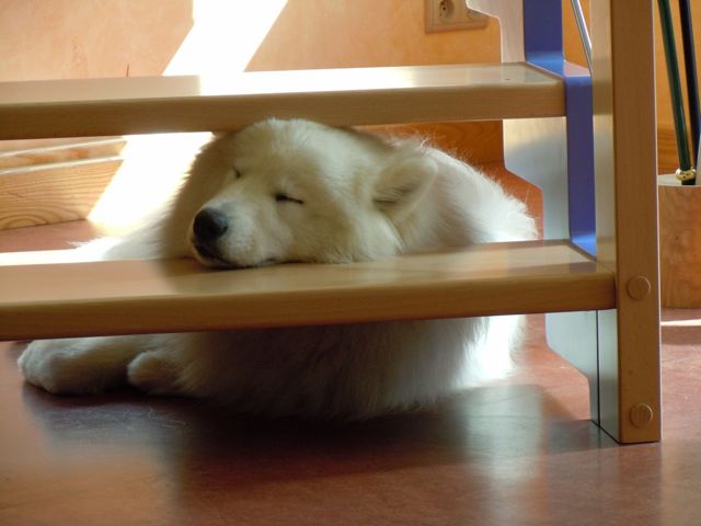 Forrest gump dit faolan pamiiyok de l'Eden de Basthêt