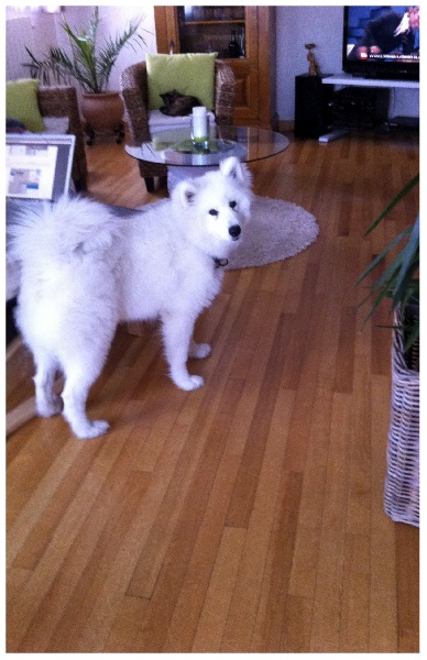 Forrest gump dit faolan pamiiyok de l'Eden de Basthêt