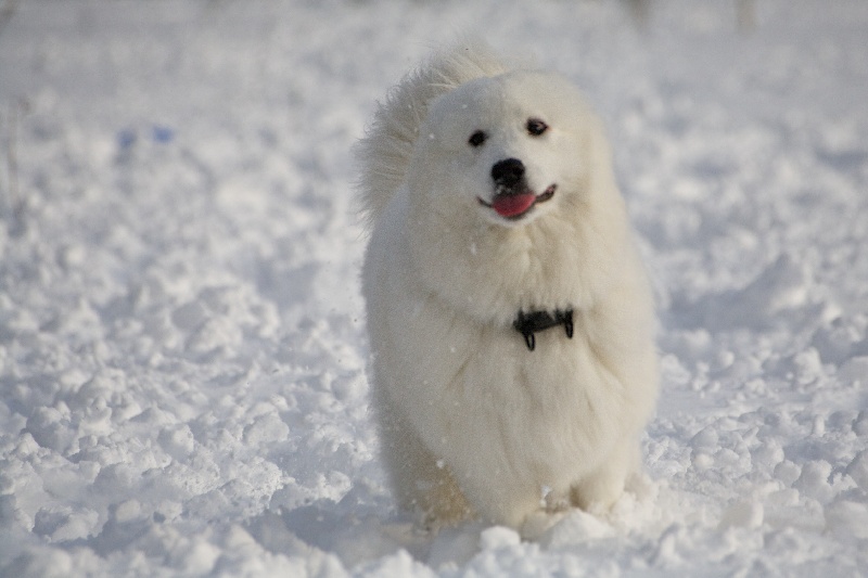 Forrest gump dit faolan pamiiyok de l'Eden de Basthêt