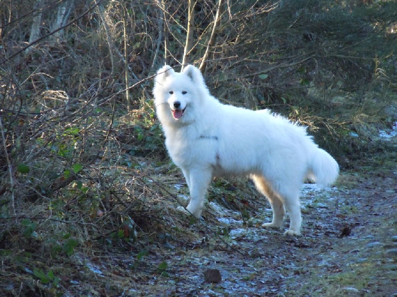 Forrest gump dit faolan pamiiyok de l'Eden de Basthêt