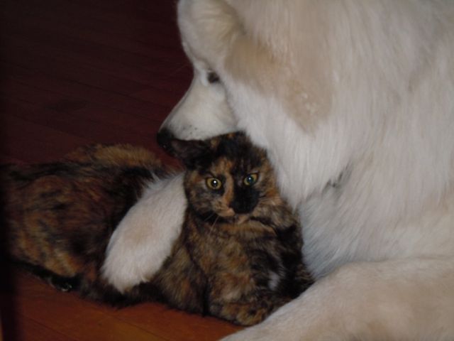 Forrest gump dit faolan pamiiyok de l'Eden de Basthêt