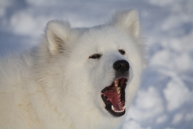 Forrest gump dit faolan pamiiyok de l'Eden de Basthêt