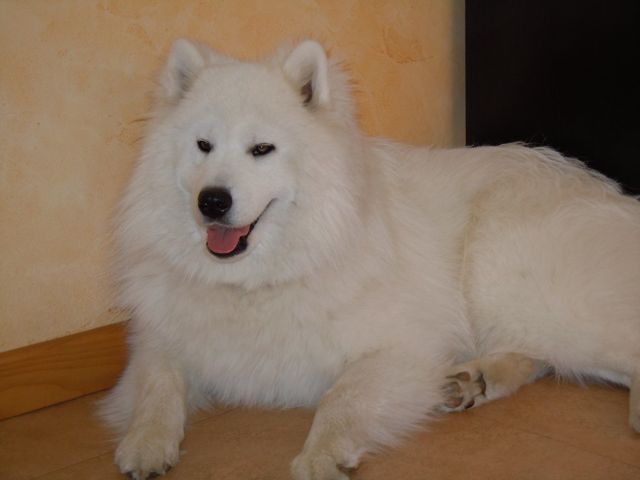 Forrest gump dit faolan pamiiyok de l'Eden de Basthêt