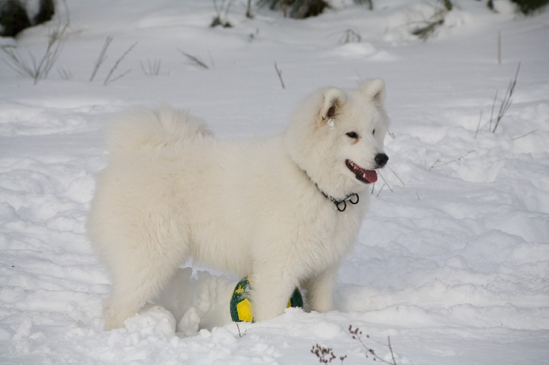 Forrest gump dit faolan pamiiyok de l'Eden de Basthêt