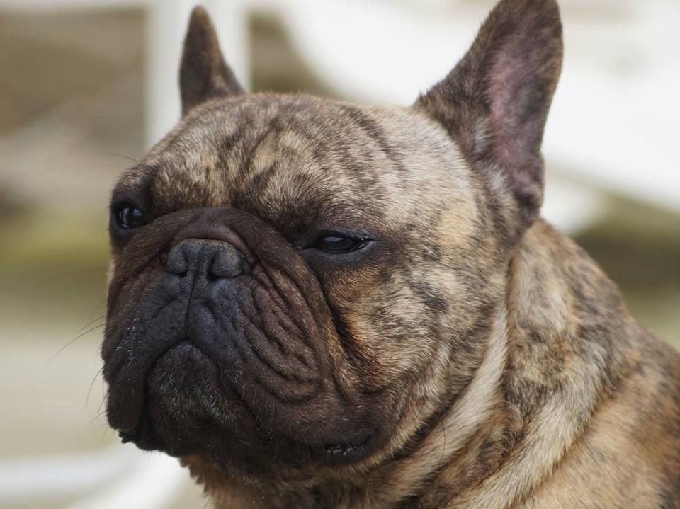 Publication : de l'ancien Presbytère Auteur : Anne MENAGER