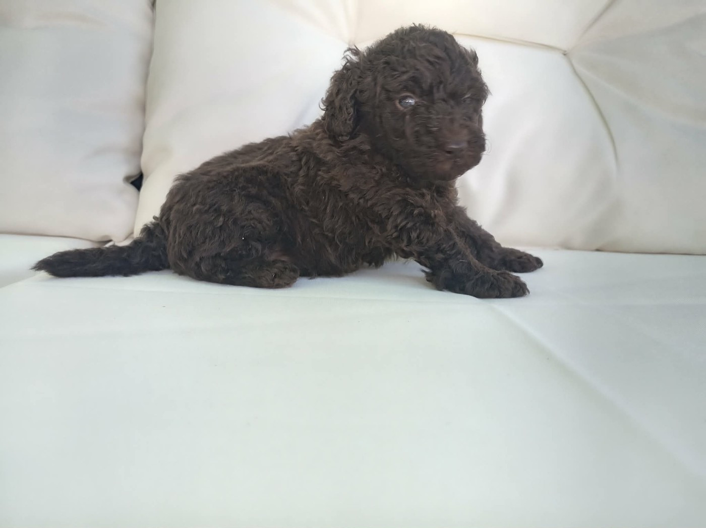 Chiot N°1
