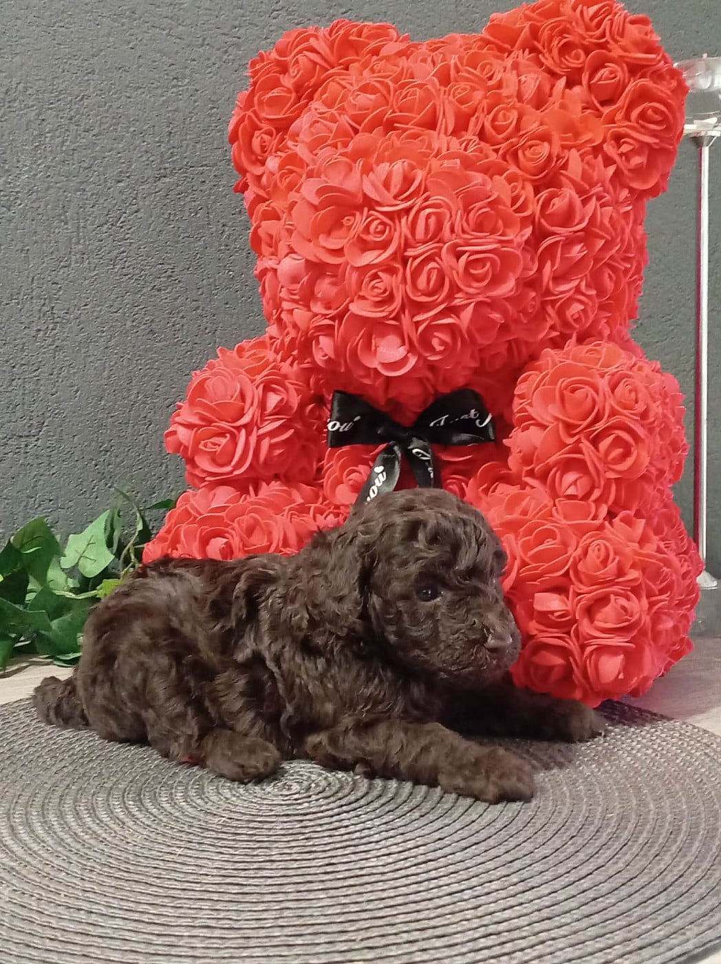 Chiot N°3