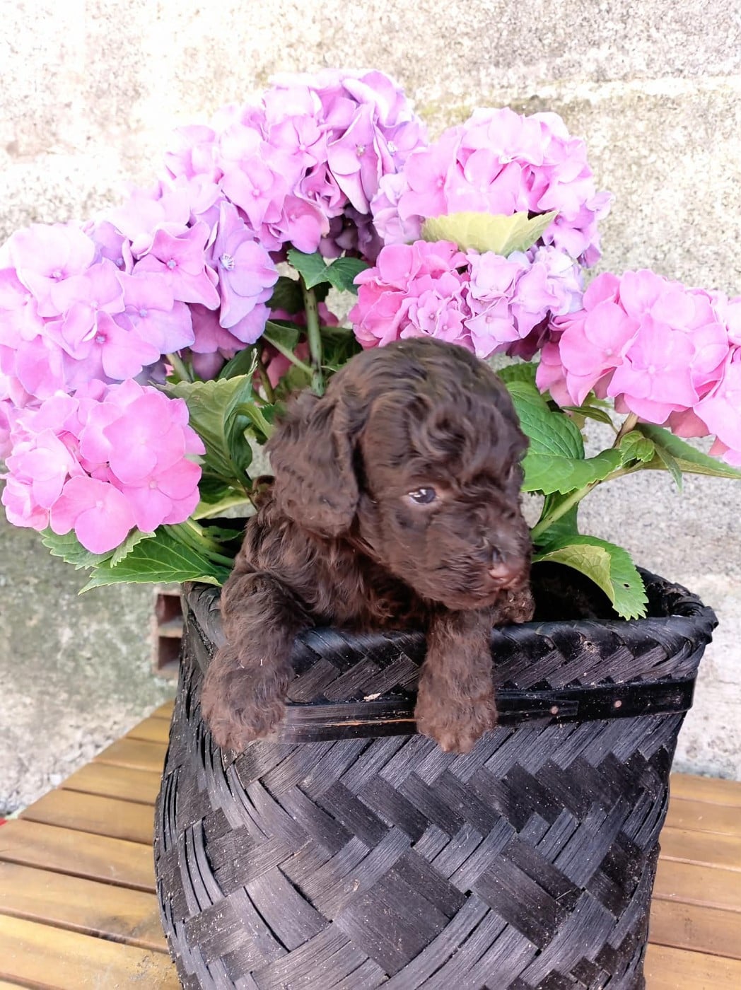 Chiot N°3