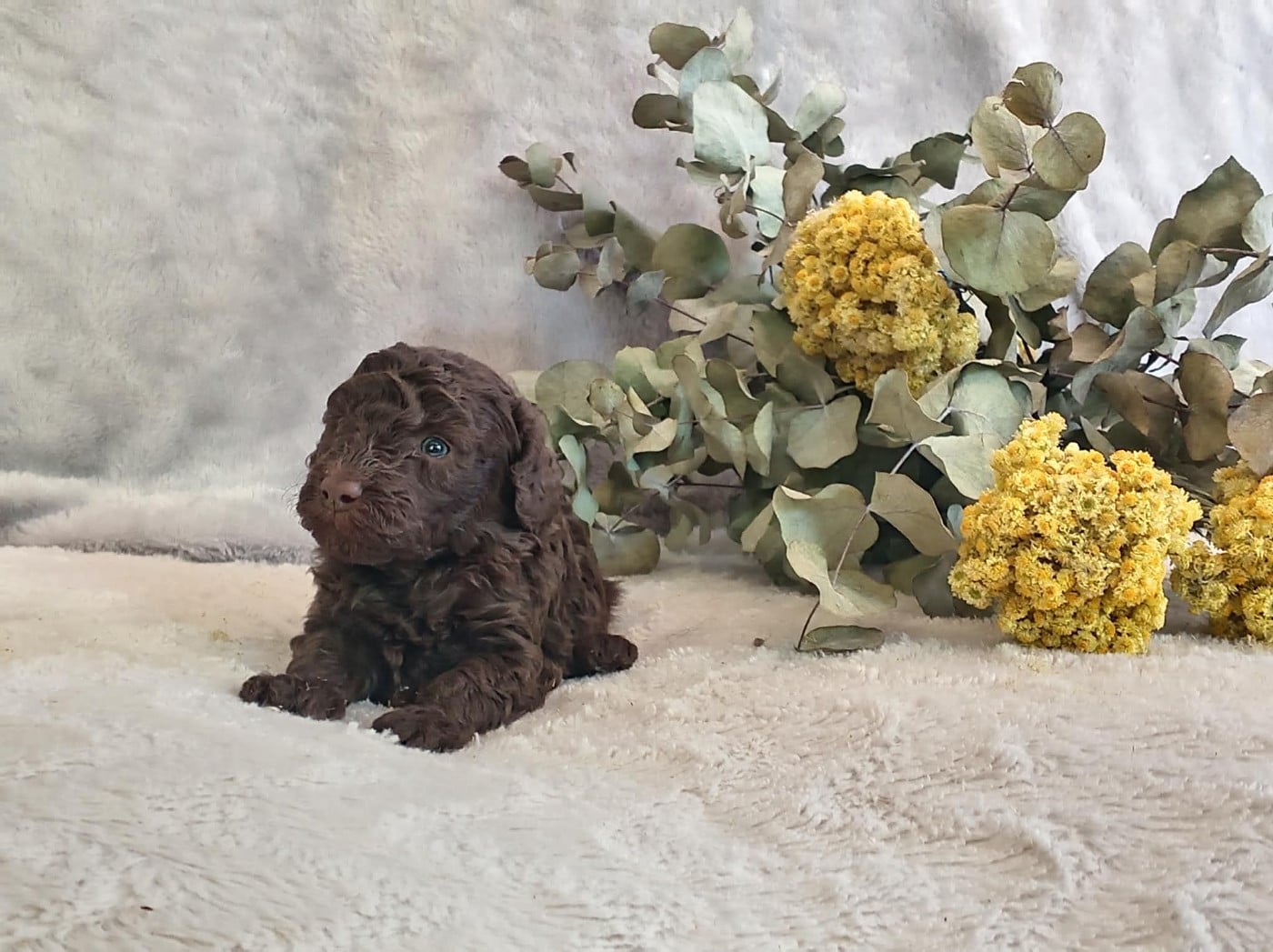 Chiot N°2