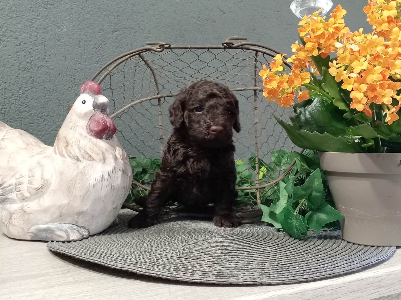 Chiot N°1
