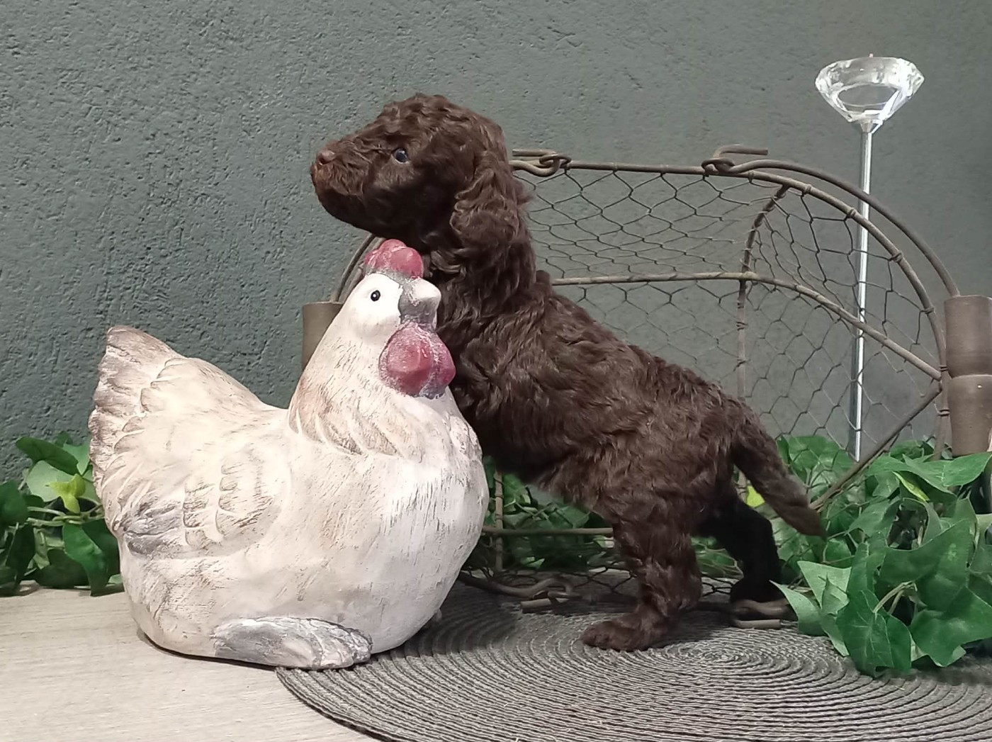 Chiot N°1