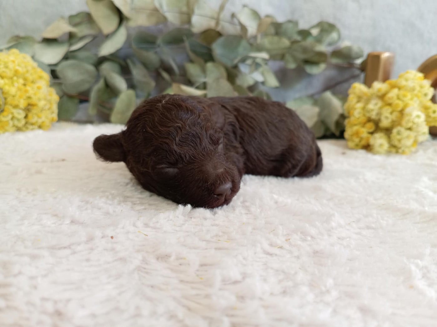 Chiot N°1