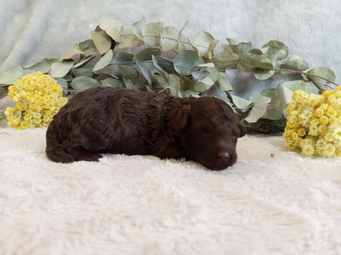 Chiot N°1