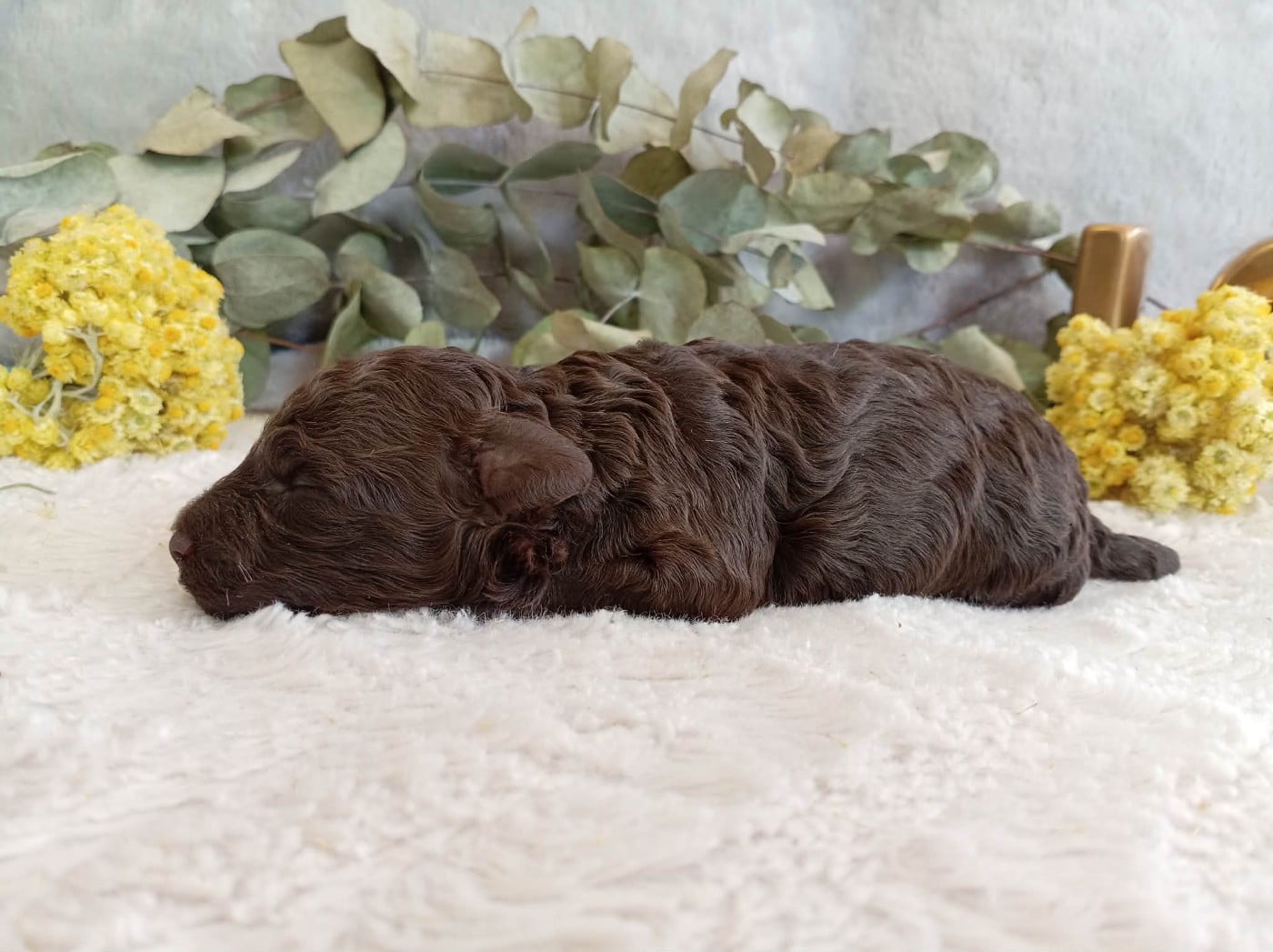 Chiot N°2